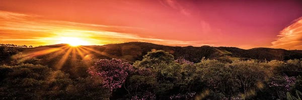 Glauco Meneghelli: Tropical Forest IV by Glauco Meneghelli