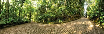 Tropical Forest V by Glauco Meneghelli acrylic art print