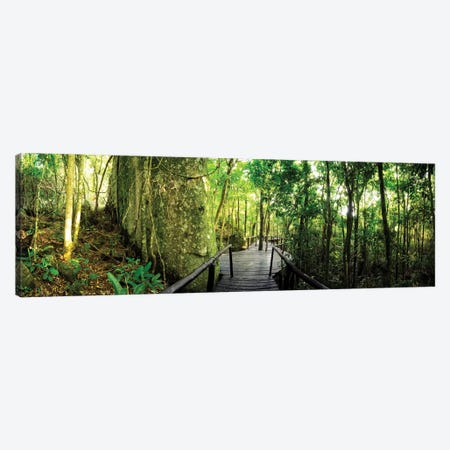 Tropical Forest VI Canvas Print #GLM495} by Glauco Meneghelli Canvas Art Print