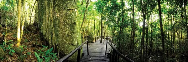 Glauco Meneghelli: Tropical Forest VI by Glauco Meneghelli