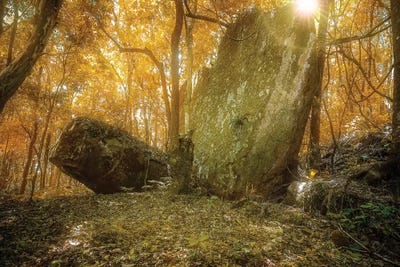 Tropical Forest VII by Glauco Meneghelli canvas print