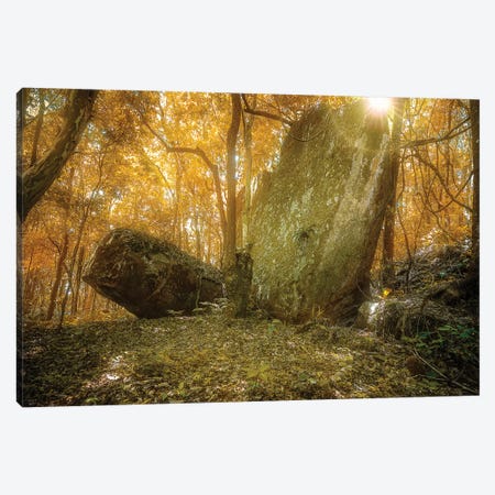 Tropical Forest VII Canvas Print #GLM496} by Glauco Meneghelli Canvas Print