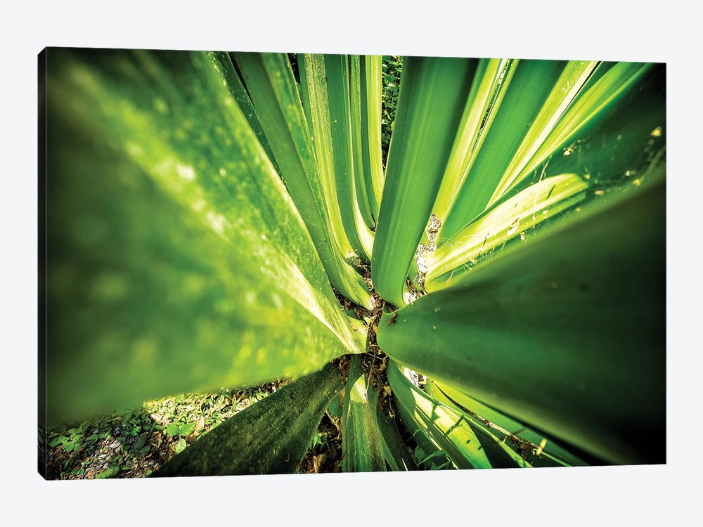 Tropical Forest VIII by Glauco Meneghelli 1-piece Canvas Art