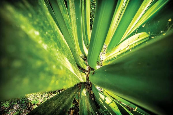 Glauco Meneghelli: Tropical Forest VIII by Glauco Meneghelli
