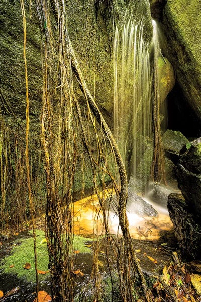 Glauco Meneghelli: Tropical Forest IX by Glauco Meneghelli