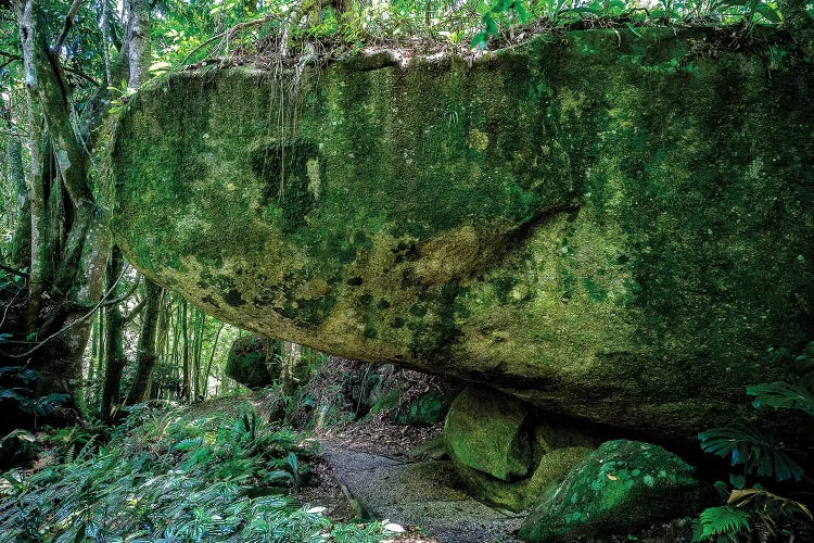 Tropical Forest X by Glauco Meneghelli wall art