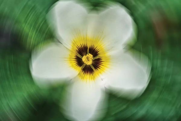 Glauco Meneghelli: Flower VIII by Glauco Meneghelli