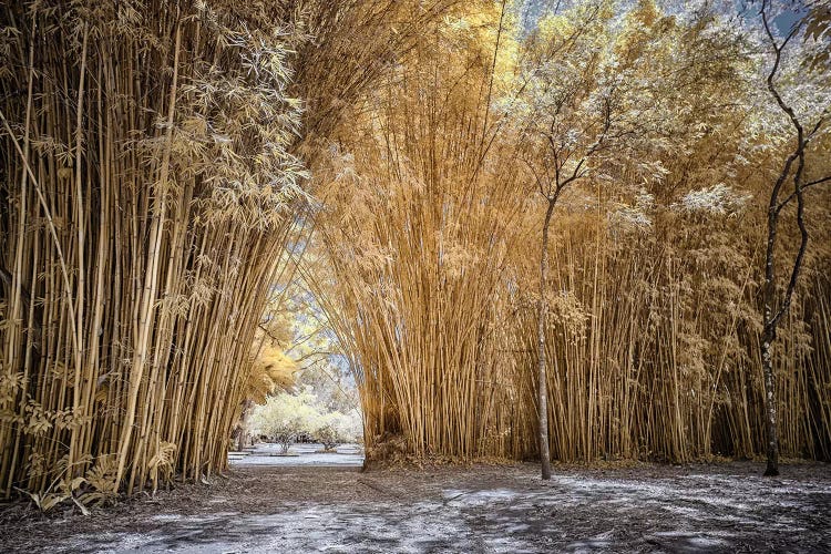 Bamboo Path - Sao Paulo, Brazil by Glauco Meneghelli wall art