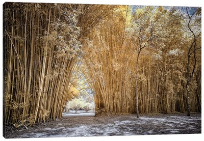 Bamboo Path - Sao Paulo, Brazil Canvas Art Print - Brazil Art