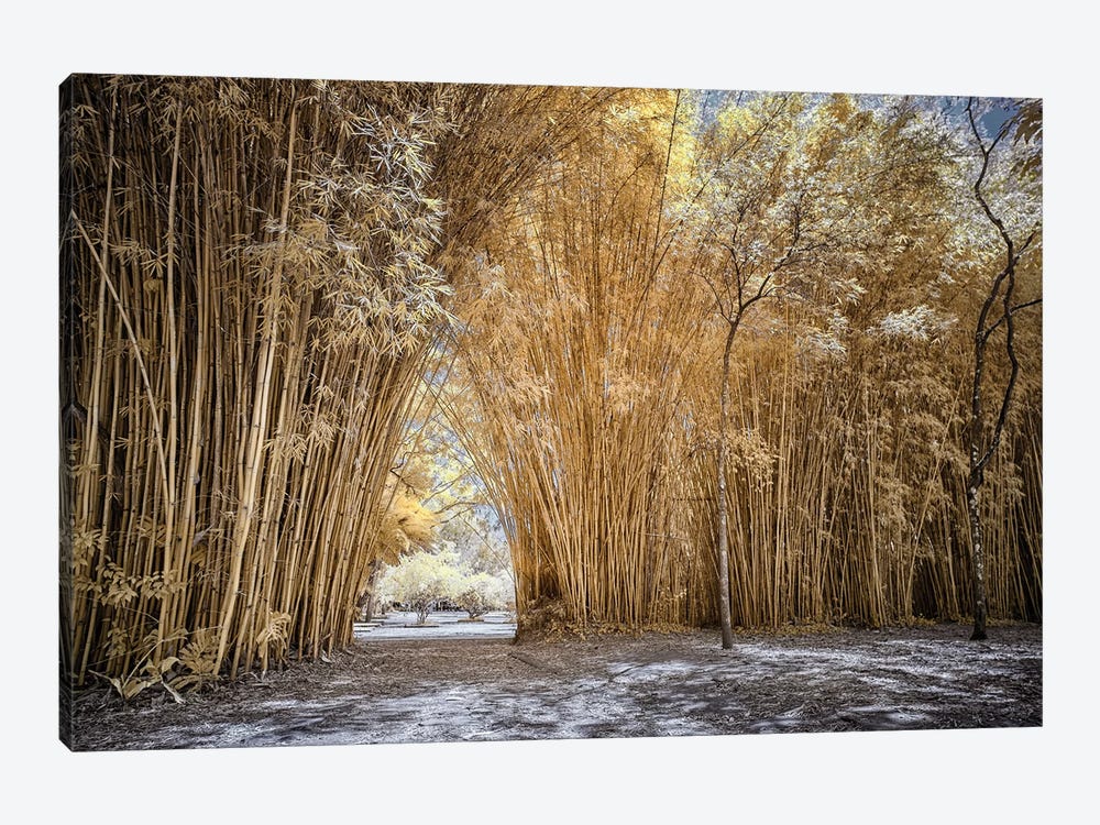 Bamboo Path - Sao Paulo, Brazil by Glauco Meneghelli 1-piece Canvas Art