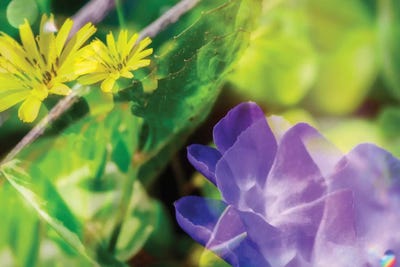 Flower IX by Glauco Meneghelli framed wall art