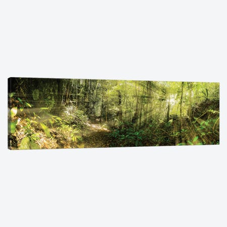 Tropical Forest XI Canvas Print #GLM500} by Glauco Meneghelli Canvas Art