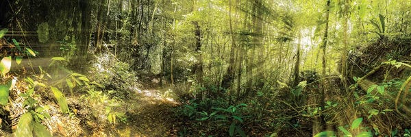 Glauco Meneghelli: Tropical Forest XI by Glauco Meneghelli