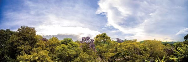 Glauco Meneghelli: Tropical Forest XII by Glauco Meneghelli