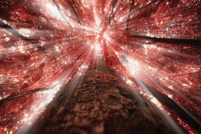 Tropical Forest XIII by Glauco Meneghelli canvas print