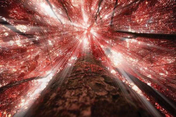 Glauco Meneghelli: Tropical Forest XIII by Glauco Meneghelli