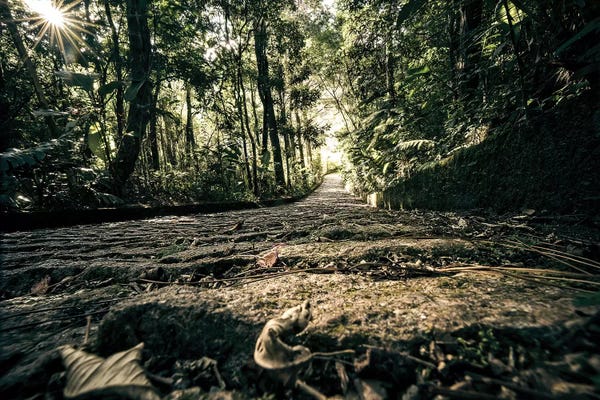 Glauco Meneghelli: Tropical Forest XIV by Glauco Meneghelli