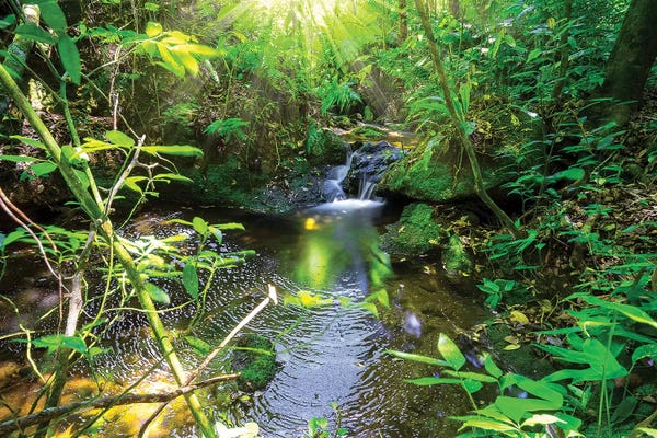 Glauco Meneghelli: Tropical Forest XV by Glauco Meneghelli