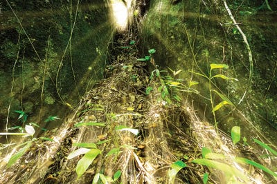 Tropical Forest XVI by Glauco Meneghelli canvas print