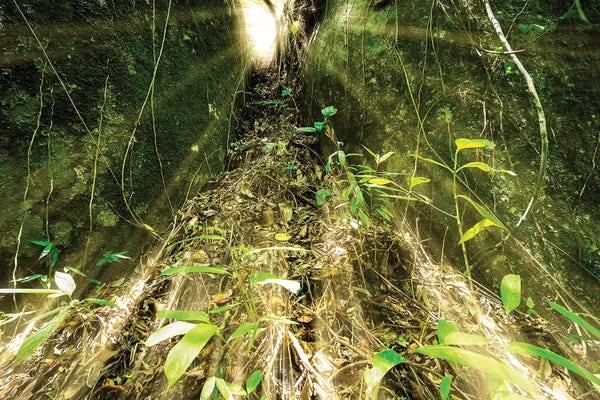 Glauco Meneghelli: Tropical Forest XVI by Glauco Meneghelli