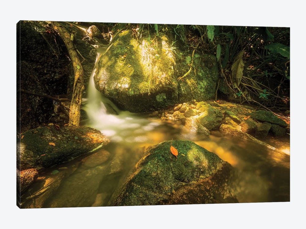 Tropical Forest XVII by Glauco Meneghelli 1-piece Canvas Print