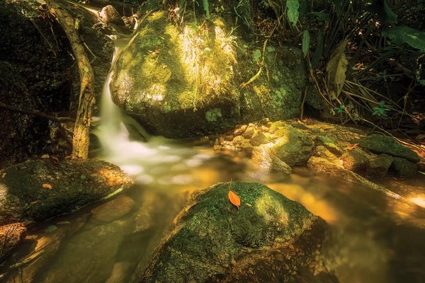 Glauco Meneghelli: Tropical Forest XVII by Glauco Meneghelli