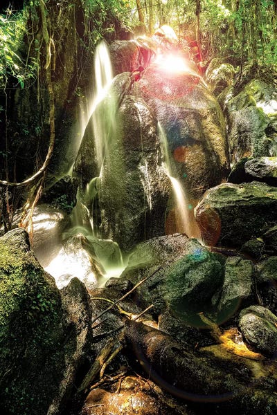 Glauco Meneghelli: Tropical Forest XVIII by Glauco Meneghelli
