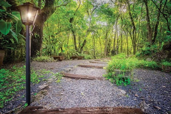 Glauco Meneghelli: Tropical Forest XIX by Glauco Meneghelli