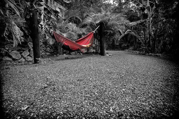 Glauco Meneghelli: Tropical Forest XXI by Glauco Meneghelli