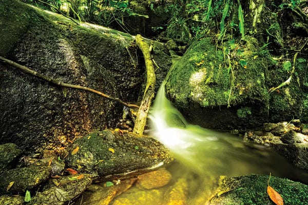 Glauco Meneghelli: Tropical Forest XXII by Glauco Meneghelli