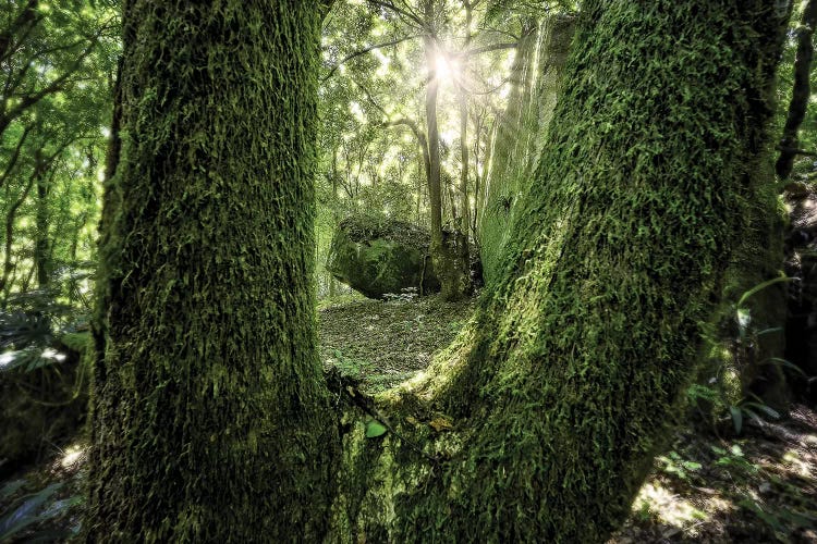 Tropical Forest XXIII by Glauco Meneghelli wall art