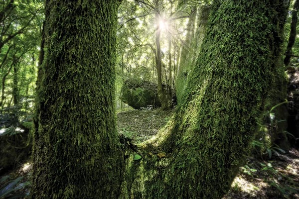 Glauco Meneghelli: Tropical Forest XXIII by Glauco Meneghelli