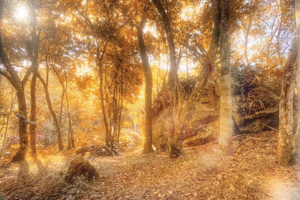 Glauco Meneghelli: Tropical Forest XXIV by Glauco Meneghelli