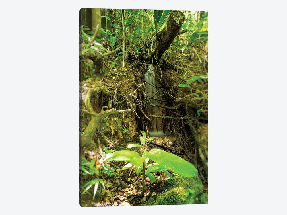 Tropical Forest XXV by Glauco Meneghelli 1-piece Canvas Wall Art