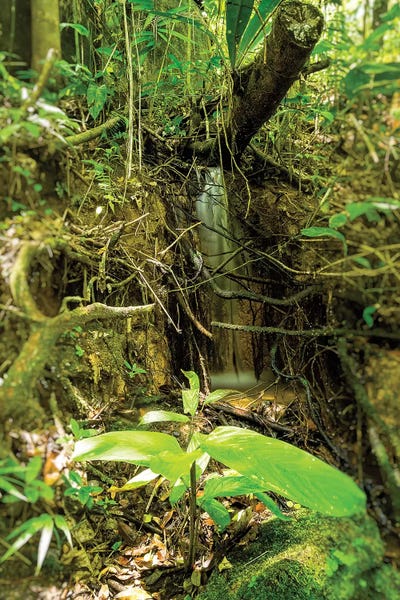 Glauco Meneghelli: Tropical Forest XXV by Glauco Meneghelli