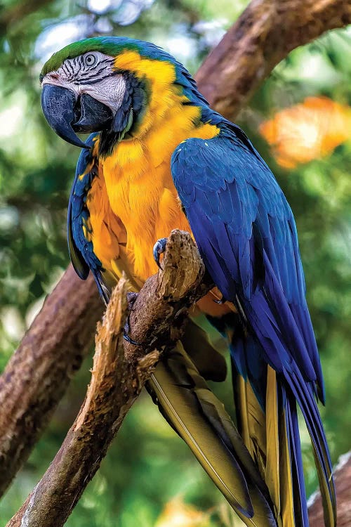 Macaw II