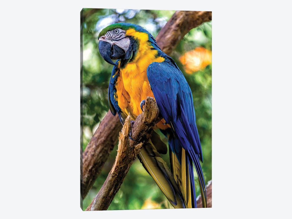 Macaw II by Glauco Meneghelli 1-piece Canvas Art Print