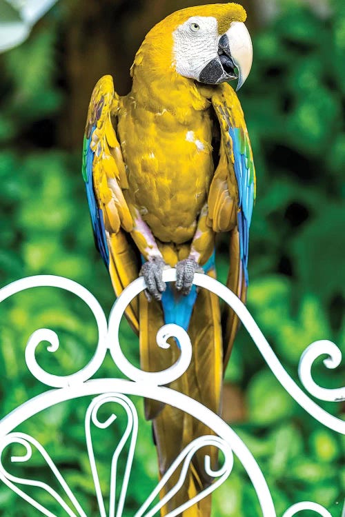 Macaw III by Glauco Meneghelli wall art