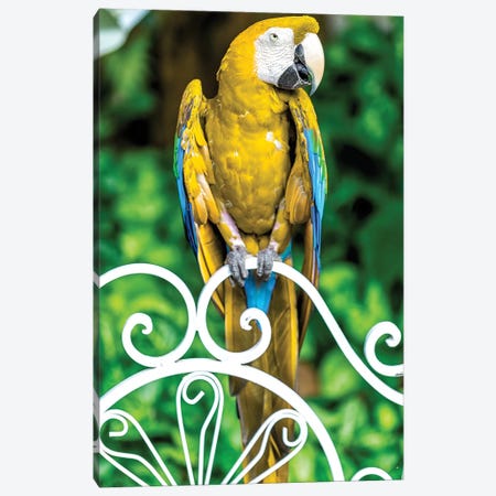 Macaw III Canvas Print #GLM518} by Glauco Meneghelli Canvas Art Print