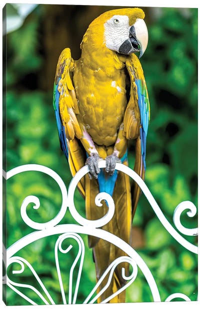 Macaw III Canvas Art Print - Macaw Art
