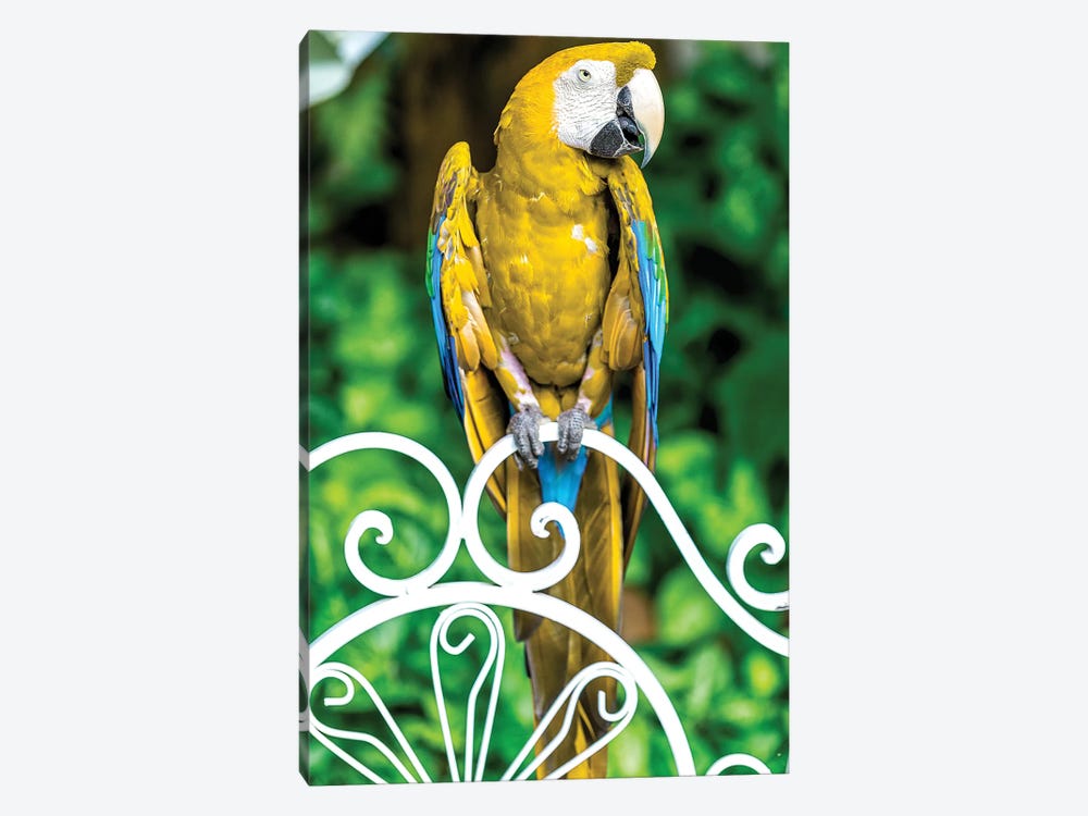 Macaw III by Glauco Meneghelli 1-piece Canvas Wall Art