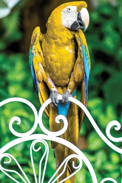 Glauco Meneghelli: Macaw III by Glauco Meneghelli