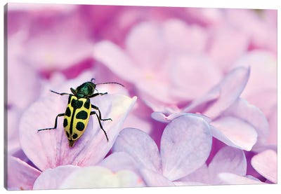 Bug Canvas Art Print - Beetle Art