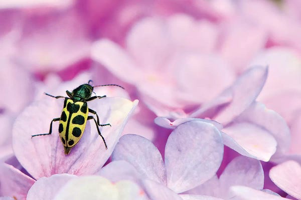 Beetles: Bug by Glauco Meneghelli