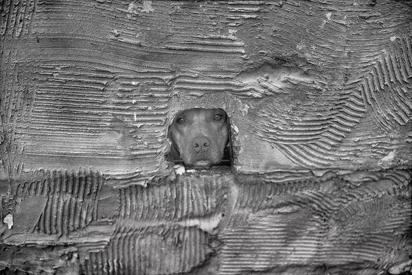 Glauco Meneghelli: Dog by Glauco Meneghelli