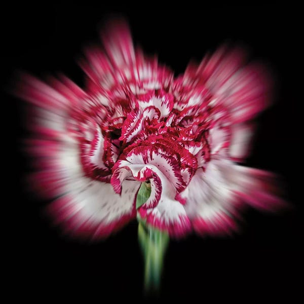 Glauco Meneghelli: Flower XI by Glauco Meneghelli