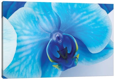 Blue Orchid I Canvas Art Print - Orchid Art