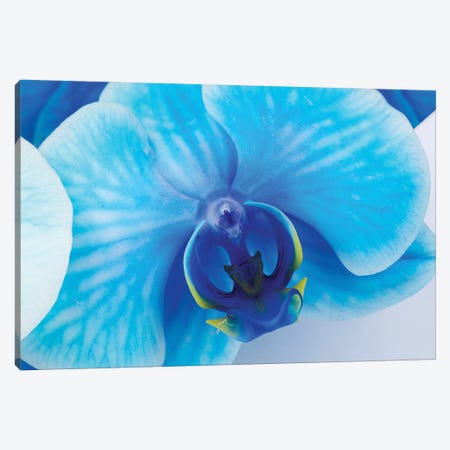 Blue Orchid I Canvas Print #GLM532} by Glauco Meneghelli Canvas Art Print