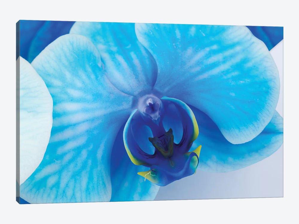 Blue Orchid I by Glauco Meneghelli 1-piece Canvas Art