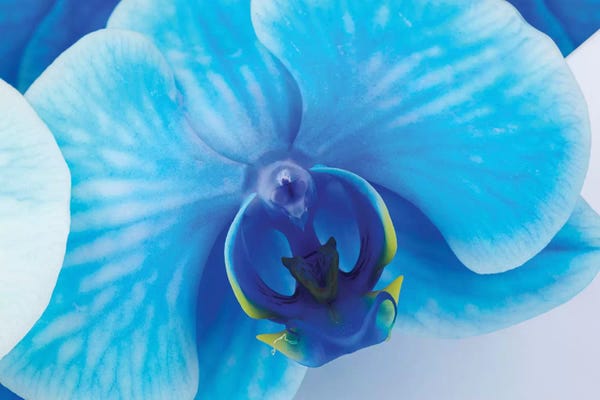 Orchids: Blue Orchid I by Glauco Meneghelli